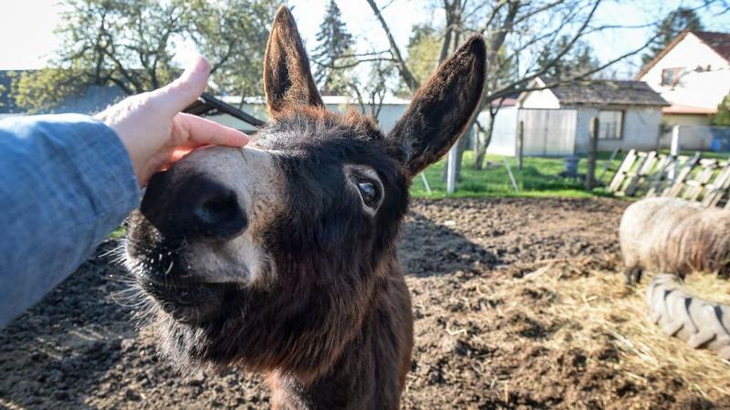 A gyöngyösoroszi menhely újjáépítése a gyilkos tűz után: Egy új kezdet reményével.