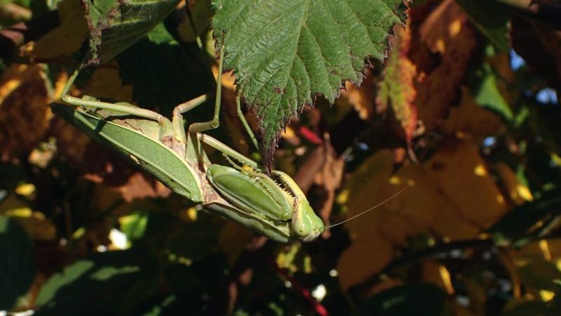 Felfedeztek egy hatalmas, különös sáskát Pest vármegyében | National Geographic
