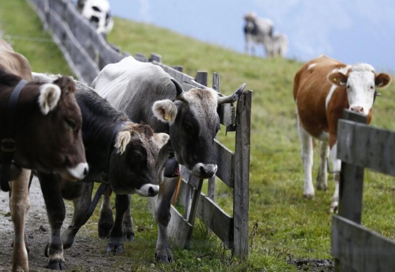 Fokozódik a szarvasmarha-fertőzés terjedése: Spanyolország újabb régióiban indítanak oltási kampányt.